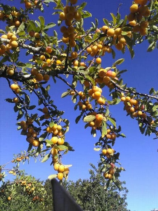 Mirabelles récolte Juillet 2020