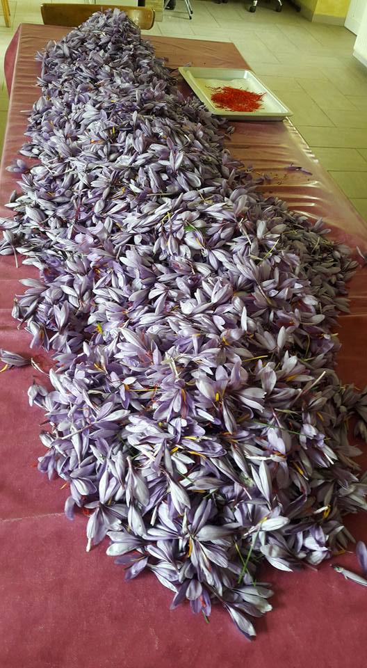 25 000 Fleurs de safran après récolte du jour