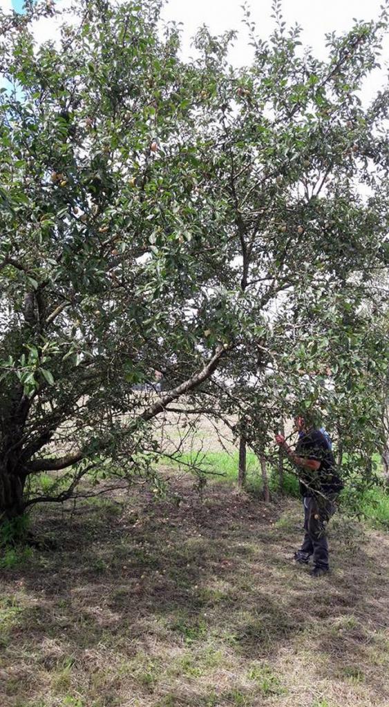 Cueillette des mirabelles pour les confitures