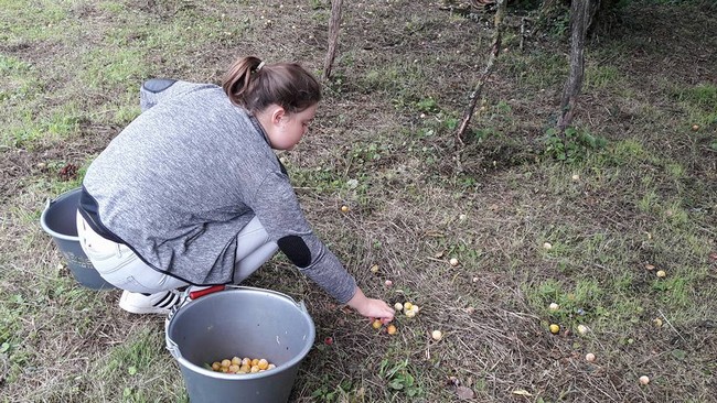 Cueillette des mirabelles pour les confitures