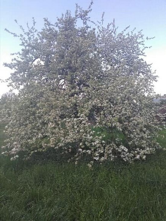 Poirier en fleurs ( Avril 2020 )