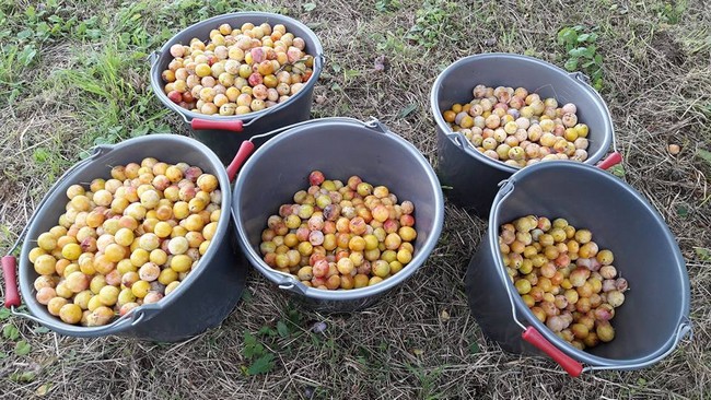 récolte des vergers (mirabelles)